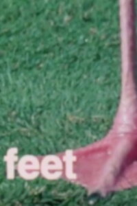 What Are Letters For? (1973)