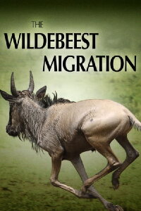 Wunder der Serengeti - Im Reich der Gnus (2012)