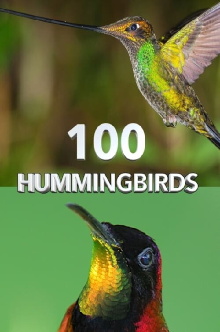 100 Hummingbirds Trailer