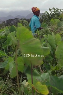 125 hectares Trailer