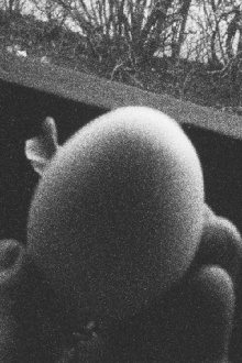 13 Eggs Trailer