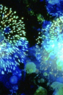 14 Juillet Trailer