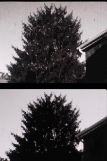 43 street Treelapse Trailer