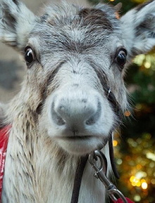A Baby Reindeer's First Christmas Trailer