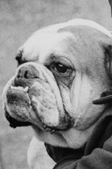 A Cat And Dog Life Trailer