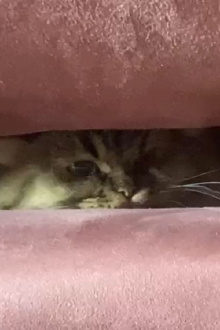 A Cat's Ascend To Claustrophobic Tranquility Trailer