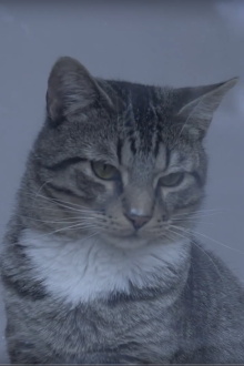 A Day at the Cat Cafe Trailer