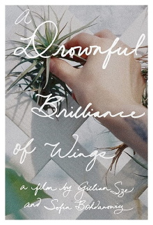 A Drownful Brilliance of Wings Trailer