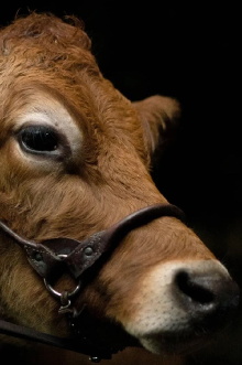 A Feeling of Home: The Making of First Cow Trailer