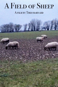 A Field of Sheep Trailer