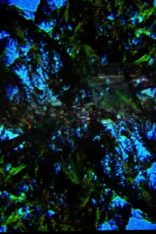 A Film Containing Trees Trailer