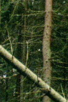 A Forest Trailer