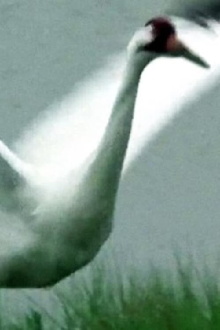 A Great White Bird Trailer
