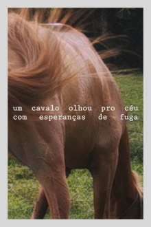 A horse looked at the sky with hope of escape Trailer