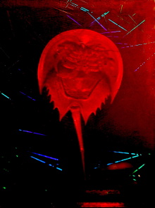 A Horseshoe Crab Story Trailer