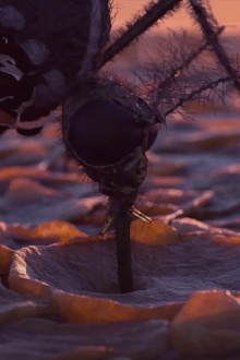 A reason to wake up in the evening Trailer
