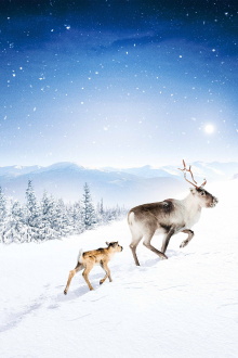 A Reindeer's Journey Trailer