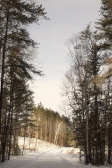 A Sad Story About a Tree Trailer