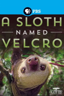 A Sloth Named Velcro Trailer