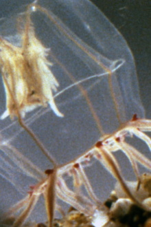 A Small Hydromedusan: Polyorchis Haplus Trailer
