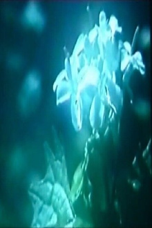 A Springtime Morning Trailer