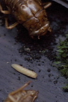A Story Constructed of 17 Pieces of Space and 1 Maggot Trailer