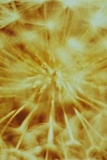 A Study in Natural Magic Trailer