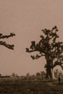 A Thousand Year Song of Baobab Trailer