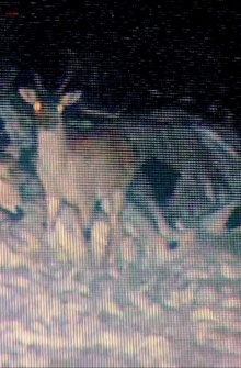 A Walk Trailer