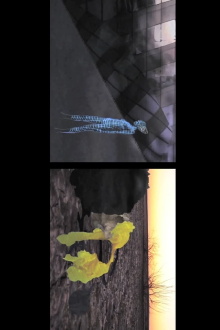 A Wilderness of Elsewheres. Colony 1. Trailer