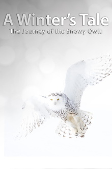 A Winter's Tale: The Journey Of The Snowy Owls Trailer