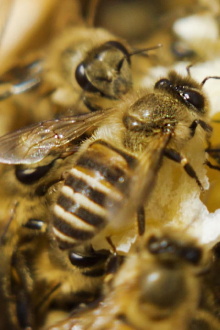 A World Without Bees? Trailer