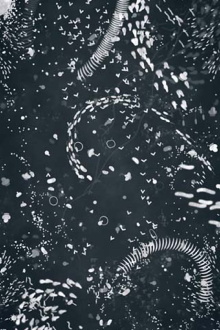 A4 Microcosm Trailer