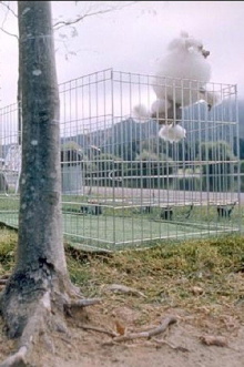 About Dogs And People Trailer