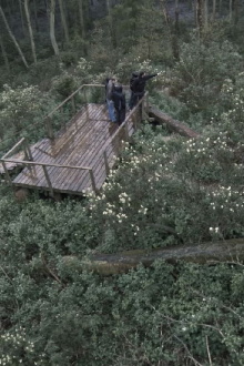 Acid Forest Trailer