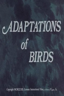 Adaptations of Birds Trailer