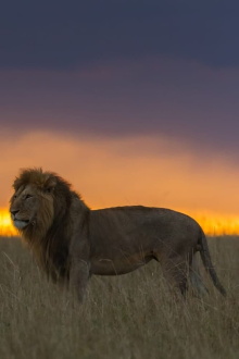 Africa's Hunters of the Night Trailer