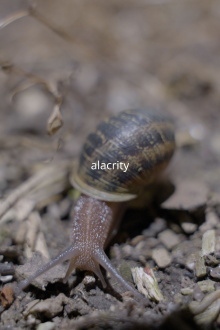 Alacrity Trailer