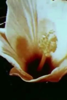 All Her Beautiful Green Remains In Tears Trailer