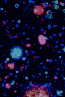 All Over Trailer