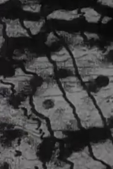 Altisonans Trailer