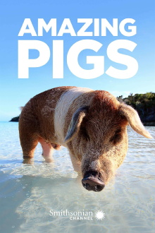 Amazing Pigs Trailer