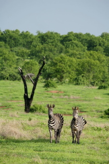 Amazing Wildlife of Botswana Trailer