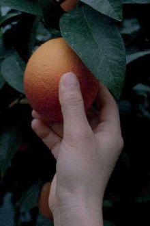 An orange is not a fish Trailer