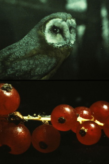 and so it came about (A Tale of Consequential Dormancy) Trailer