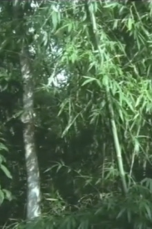 And the Bamboo Blooms Trailer