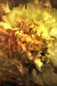 And the Sun Flowers Trailer