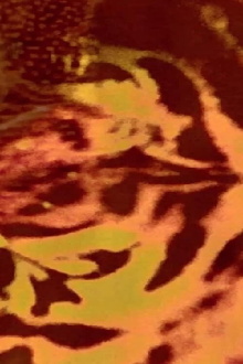 Animal macula Trailer