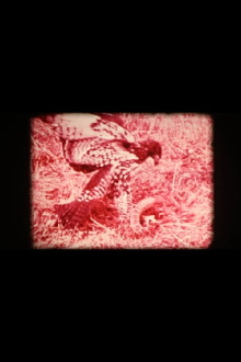 Animal Within Trailer