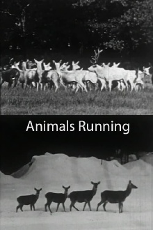 Animals Running Trailer